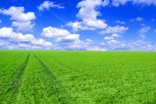 Green field and blue sky conceptual image. Picture of green field and sky in summer.