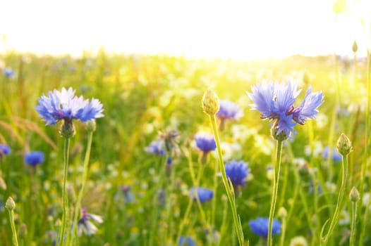 Spring flowers. Green meadow full of flowers at summer sunrise.