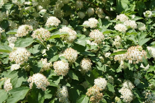A bush with white flowers spherical shape
