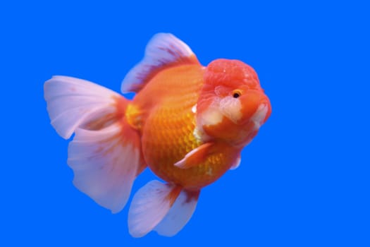beautiful ranchu or lion head goldfish in fish tank