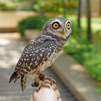 spotted owlet or athene brama bird on a hand