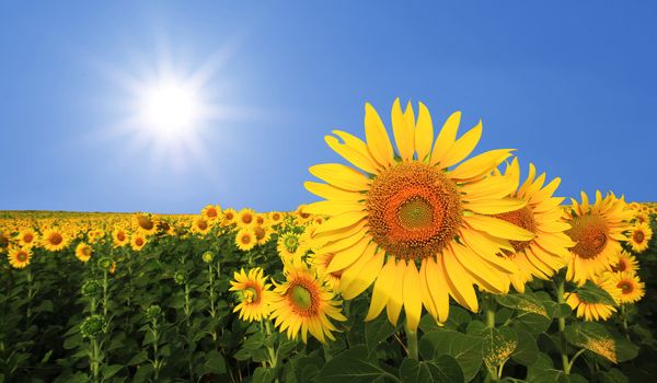 beautiful sunflower in the field with sunlight background