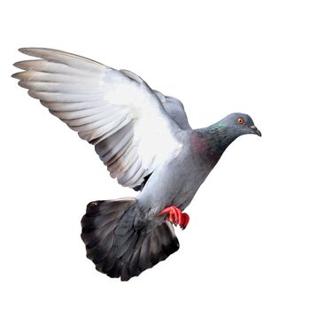 Flying pigeon isolated on white background