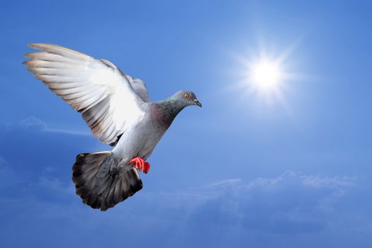 flying pigeon with beautiful sunlight background