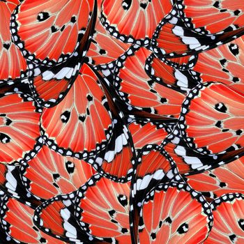 exotic red of butterfly wing as nature background                                   