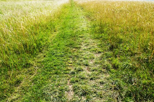 Country road in field