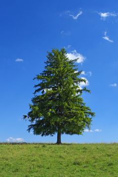 Lone tree on top of the hill