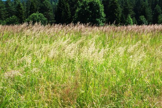 Forest with grass field