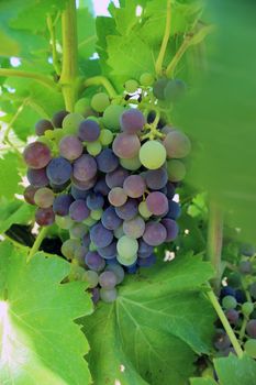 Vineyard landscape near Le Val. Le Val (Lo Vau in Occitan) is a commune in the Var department in the Provence-Alpes-Côte d'Azur region in southeastern of France