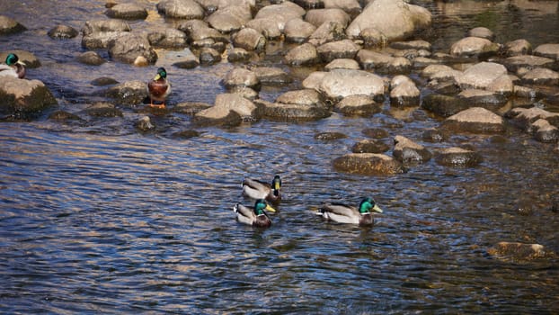 ducks in the river.