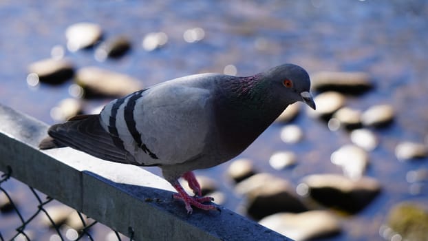 pigeon