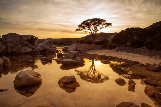 Trees and rocks at the beach of Palombaggia, the most famous beach of Corsica