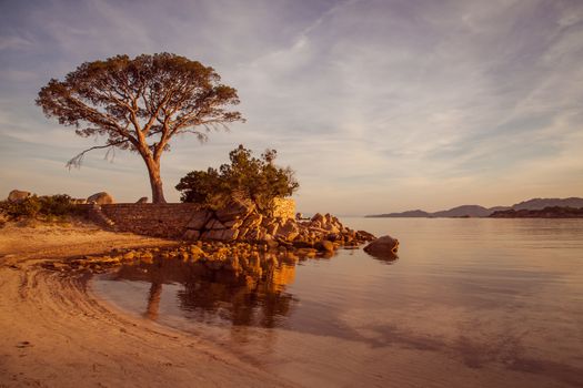 Trees and rocks at the beach of Palombaggia, the most famous beach of Corsica