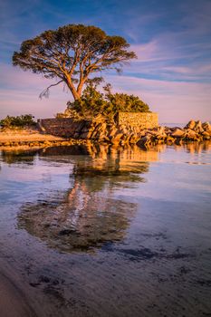 Trees and rocks at the beach of Palombaggia, the most famous beach of Corsica