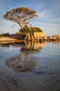 Trees and rocks at the beach of Palombaggia, the most famous beach of Corsica