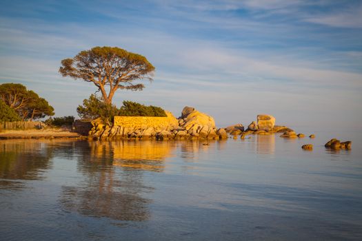 Trees and rocks at the beach of Palombaggia, the most famous beach of Corsica