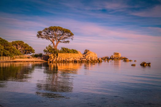 Trees and rocks at the beach of Palombaggia, the most famous beach of Corsica