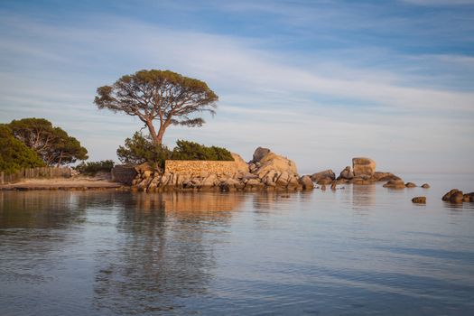 Trees and rocks at the beach of Palombaggia, the most famous beach of Corsica