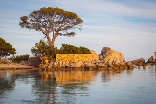 Trees and rocks at the beach of Palombaggia, the most famous beach of Corsica