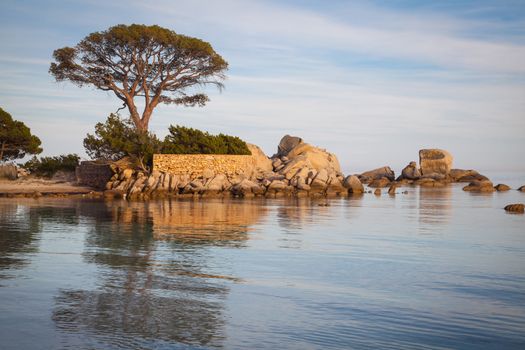 Trees and rocks at the beach of Palombaggia, the most famous beach of Corsica