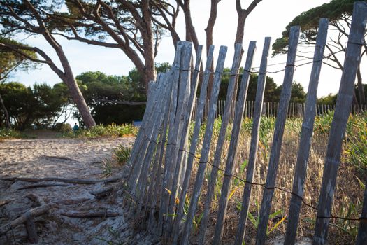 Trees and rocks at the beach of Palombaggia, the most famous beach of Corsica