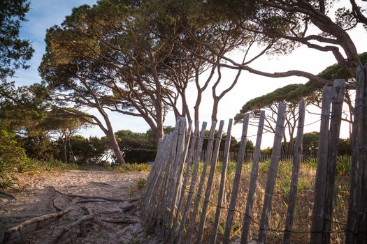 Trees and rocks at the beach of Palombaggia, the most famous beach of Corsica