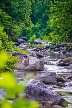 broad river flowing through wooded forest