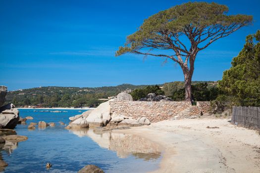 Trees and rocks at the beach of Palombaggia, the most famous beach of Corsica