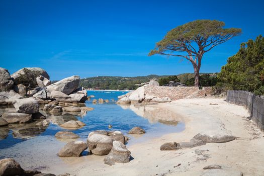 Trees and rocks at the beach of Palombaggia, the most famous beach of Corsica