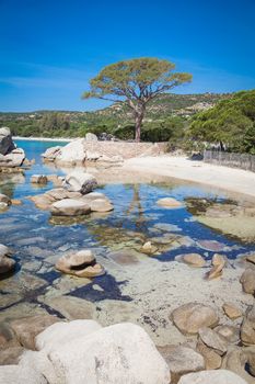 Trees and rocks at the beach of Palombaggia, the most famous beach of Corsica