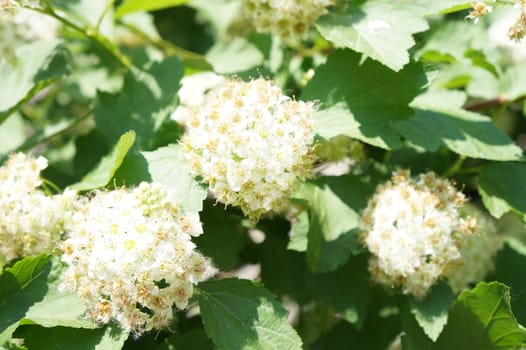 A bush with white flowers spherical shape