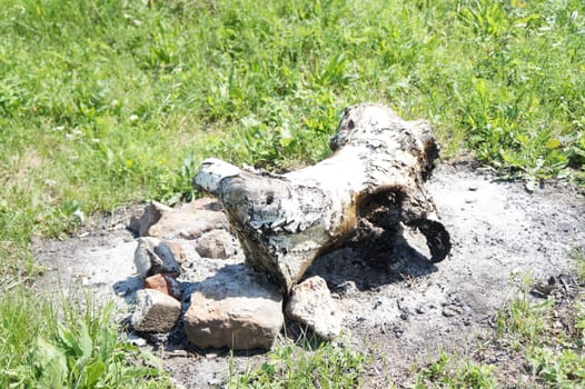 charred remains of wood ashes and scorched grass