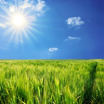 Rural landscape. Bright sun over the green field at summer.