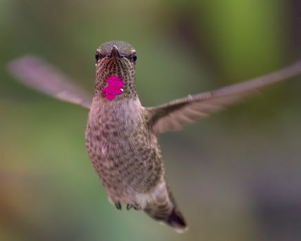 Anna's Hummingbird, Color Image, Day, Northern California, USA