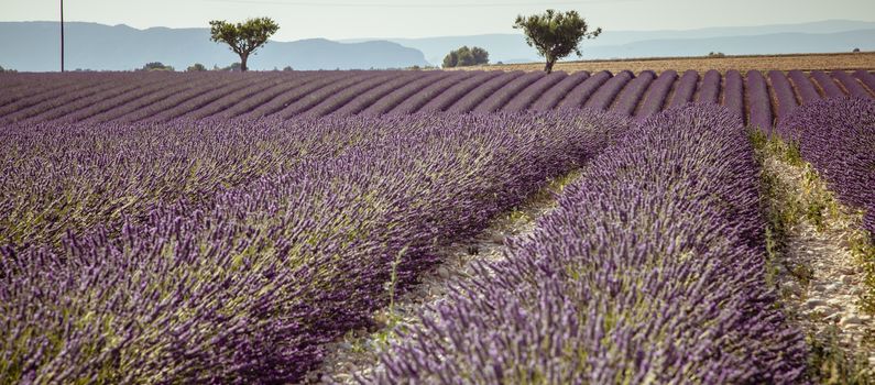 Fields of blooming Lavender in Provence, France