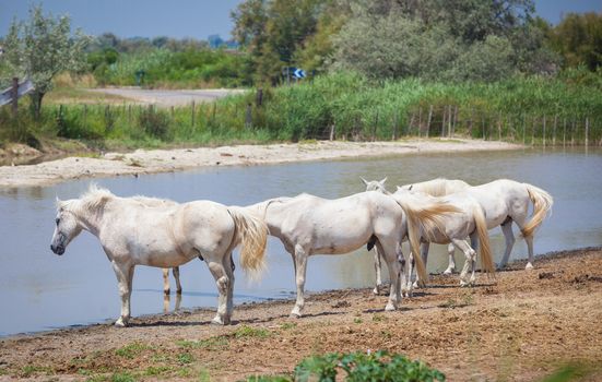 The famous horses  of the Camargue in France