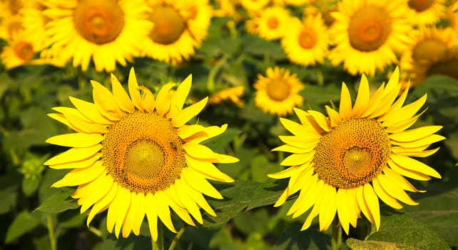 Blooming sunflower fields in Provence, France