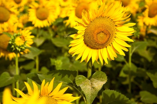 Blooming sunflower fields in Provence, France