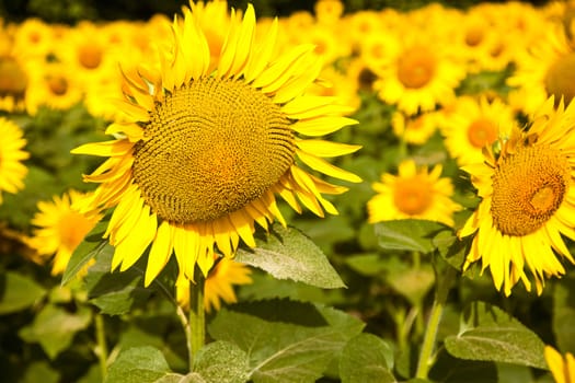 Blooming sunflower fields in Provence, France