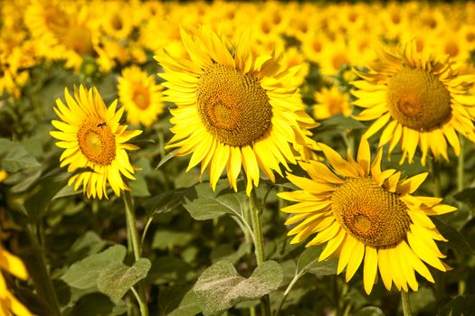 Blooming sunflower fields in Provence, France