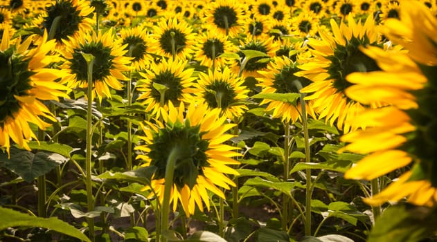 Blooming sunflower fields in Provence, France