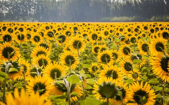 Blooming sunflower fields in Provence, France