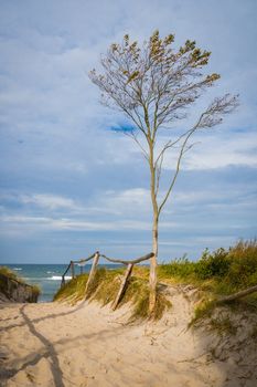 Trees on the west beach of Darß on the Baltic Sea