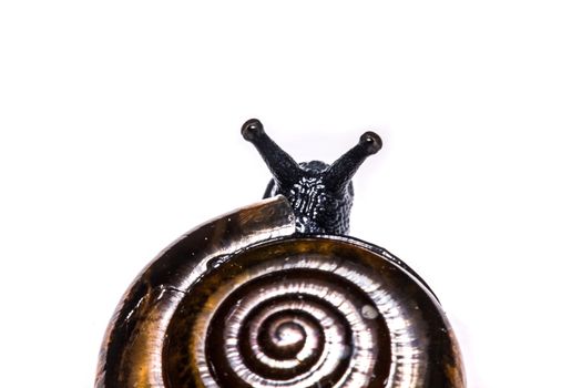 Macro , Garden close up snail on white background