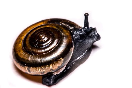 Macro , Garden close up snail on white background