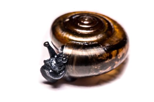 Macro , Garden close up snail on white background