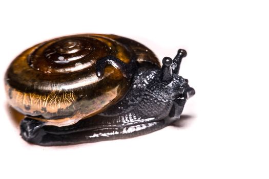 Macro , Garden close up snail on white background