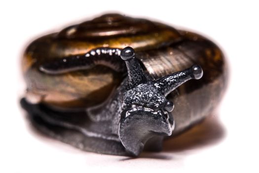 Macro , Garden close up snail on white background