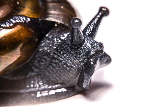 Macro , Garden close up snail on white background