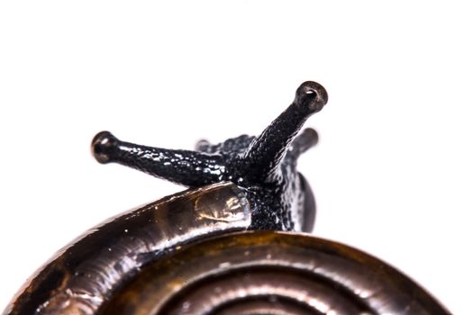 Macro , Garden close up snail on white background